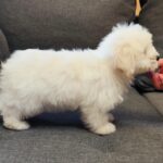 Fredrich-male-coton-de-tulear-puppy-for-sale- (6)