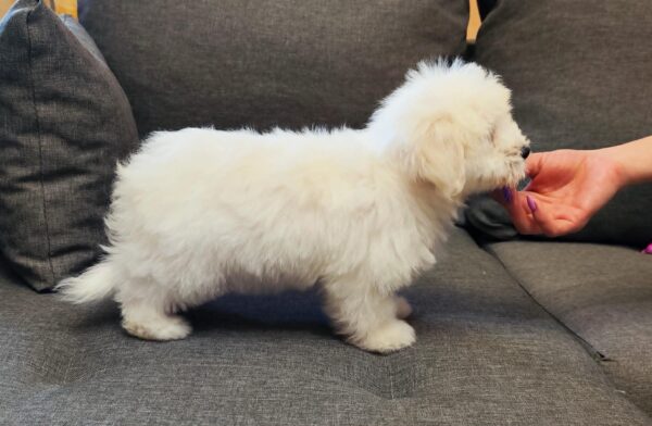 Fredrich Coton De Tulear Fredrich Coton De Tulear