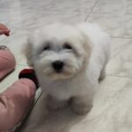 Fredrich-male-coton-de-tulear-puppy-for-sale- (7)