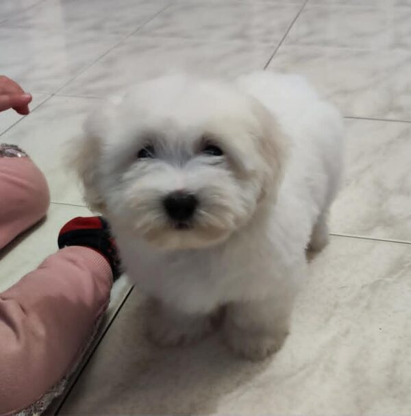 Fredrich Coton De Tulear Fredrich Coton De Tulear