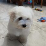 Fredrich-male-coton-de-tulear-puppy-for-sale- (8)
