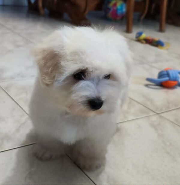 Fredrich Coton De Tulear Fredrich Coton De Tulear