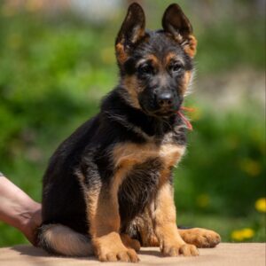 Garrly German Shepherd Garrly German Shepherd
