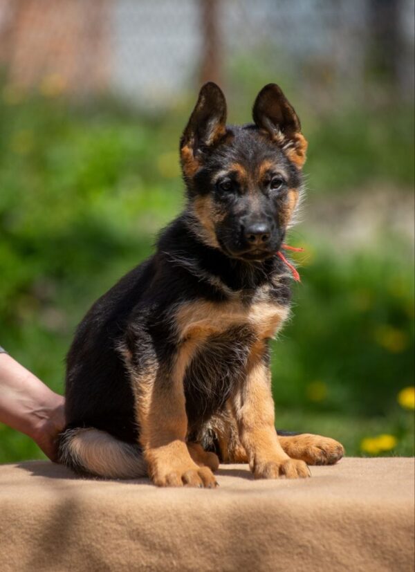 Garrly German Shepherd Garrly German Shepherd