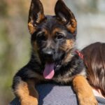 Garrly-female-German-Shephard-puppy-for-sale-2