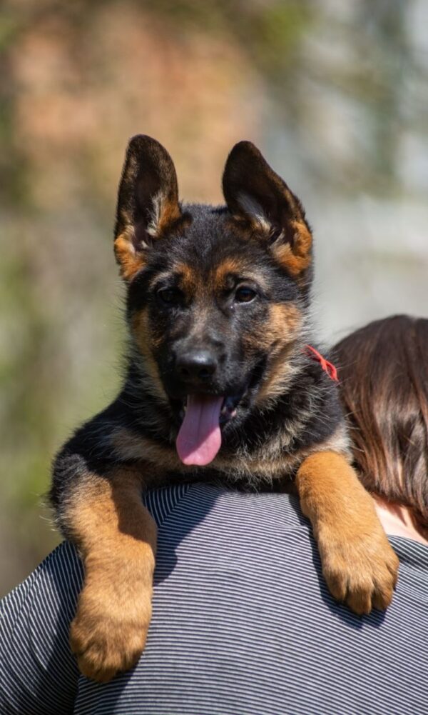 Garrly German Shepherd Garrly German Shepherd