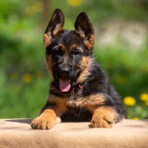 Garrly German Shepherd Garrly German Shepherd