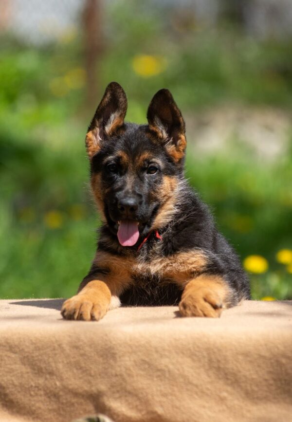 Garrly German Shepherd Garrly German Shepherd