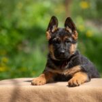 Garrly-female-German-Shephard-puppy-for-sale-4