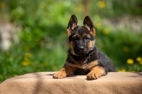 Garrly German Shepherd Garrly German Shepherd