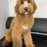Ginnes-male-Labradoodle-puppy-for-sale-1