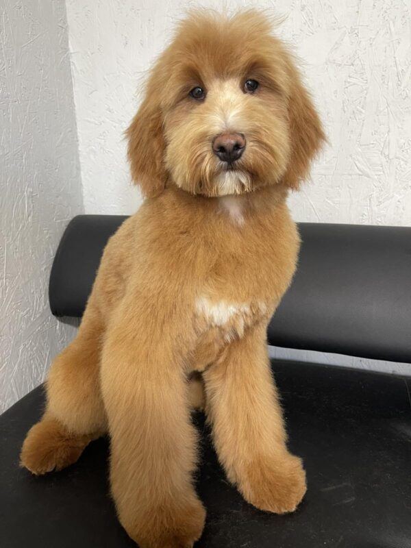 Ginnes Labradoodle Ginnes Labradoodle