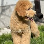Ginnes-male-Labradoodle-puppy-for-sale-2