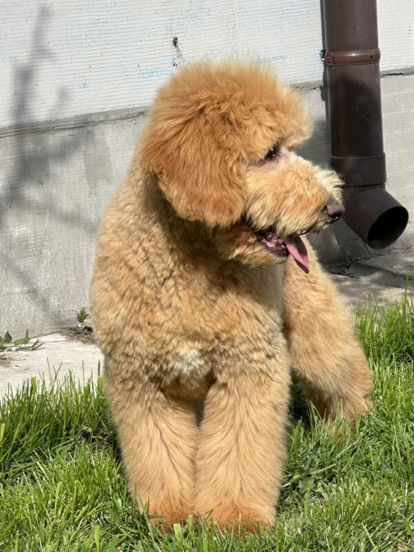 Ginnes Labradoodle Ginnes Labradoodle