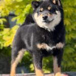 Goliath-male-Shiba-Inu-puppy-for-sale-1 (1)