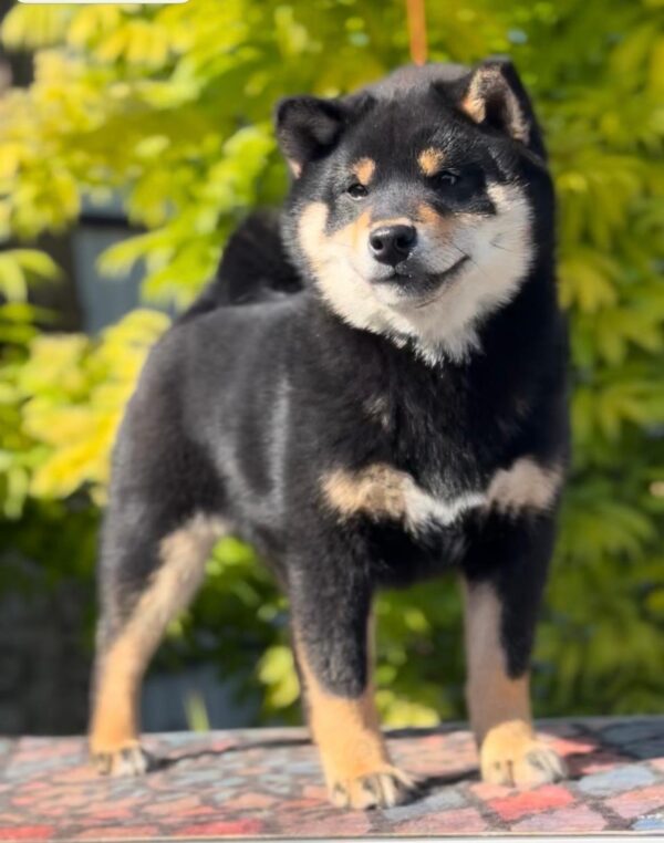 Goliath Shiba Inu Goliath Shiba Inu