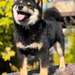 Goliath-male-Shiba-Inu-puppy-for-sale-1 (2)