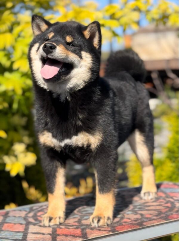 Goliath Shiba Inu Goliath Shiba Inu