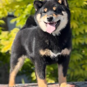 Goliath Shiba Inu Goliath Shiba Inu