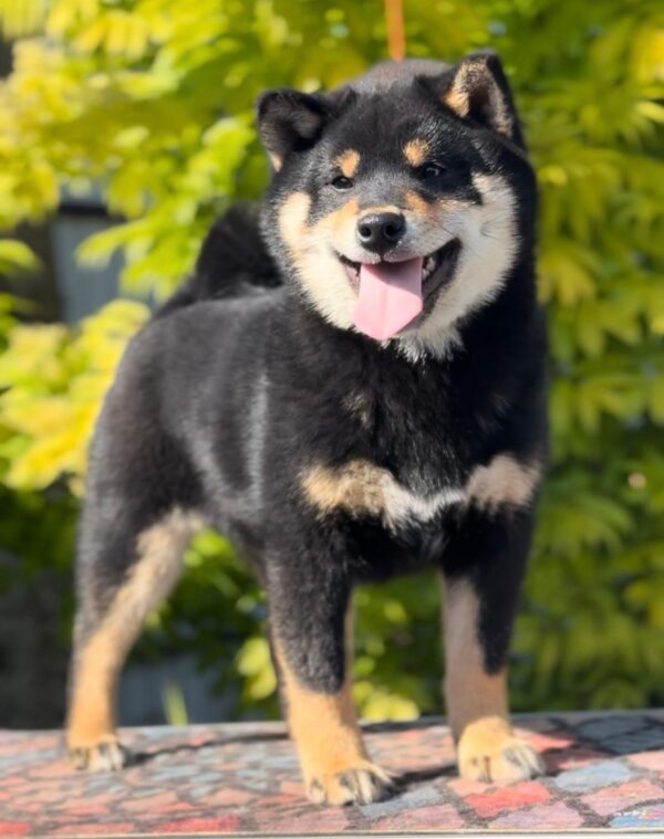 Goliath Shiba Inu Goliath Shiba Inu