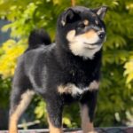 Goliath-male-Shiba-Inu-puppy-for-sale-1 (4)