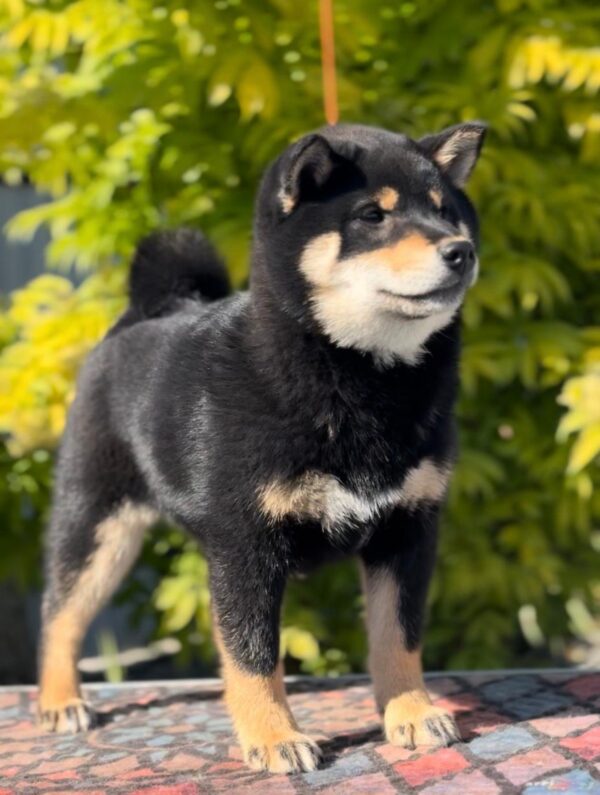 Goliath Shiba Inu Goliath Shiba Inu