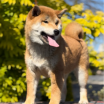 Guardion-male-Shiba-Inu-puppy-for-sale-1 (1)