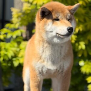 Guardion Shiba Inu Guardion Shiba Inu
