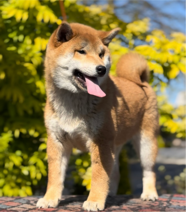 Guardion Shiba Inu Guardion Shiba Inu
