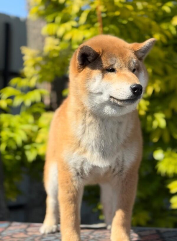 Guardion Shiba Inu Guardion Shiba Inu