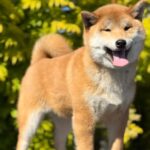 Guardion-male-Shiba-Inu-puppy-for-sale-1 (2)