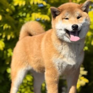 Guardion Shiba Inu Guardion Shiba Inu