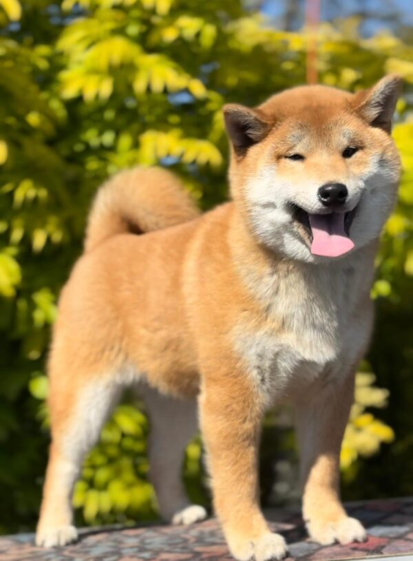 Guardion Shiba Inu Guardion Shiba Inu