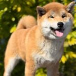 Guardion-male-Shiba-Inu-puppy-for-sale-1 (3)