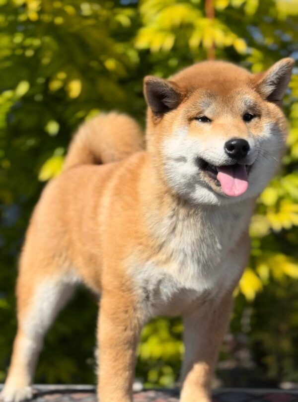 Guardion Shiba Inu Guardion Shiba Inu