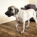 Hashara-female-Kangal-puppy-for-sale-1