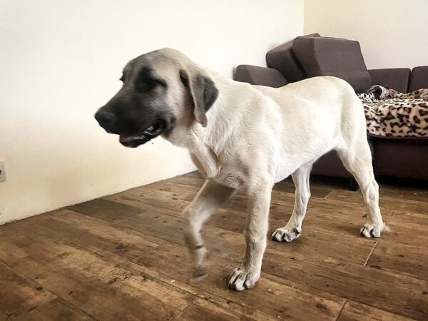 Hashara Kangal Hashara Kangal