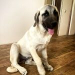 Hashara-female-Kangal-puppy-for-sale-2