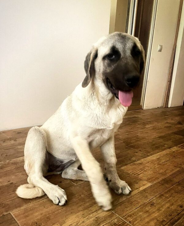 Hashara Kangal Hashara Kangal