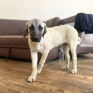 Hashara Kangal Hashara Kangal