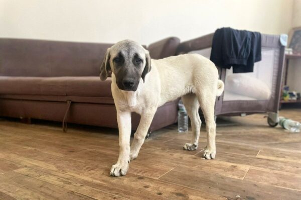 Hashara Kangal Hashara Kangal