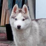Hassa-female-Siberian-husky-puppy-for-sale-1