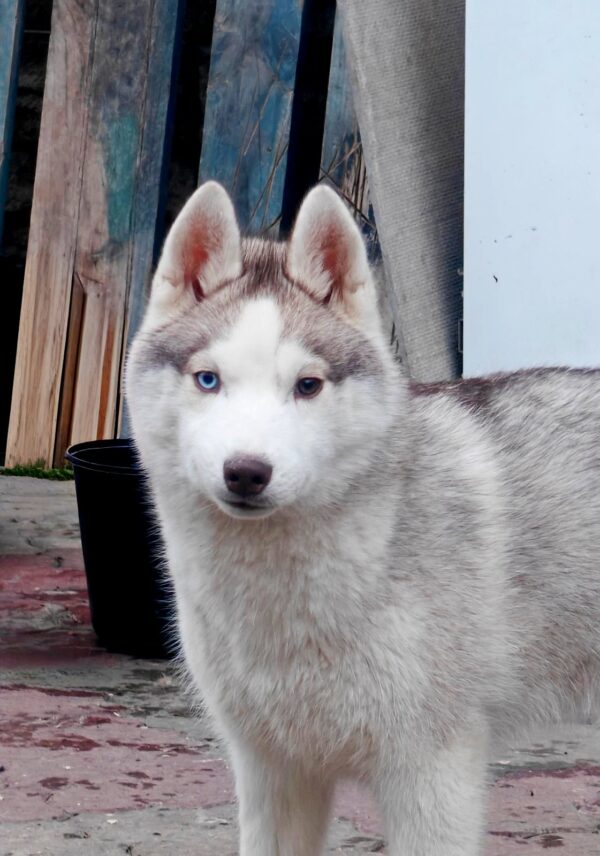 Hassa Siberian Husky Hassa Siberian Husky