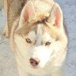 Hazel-female-Siberian-husky-puppy-for-sale-1