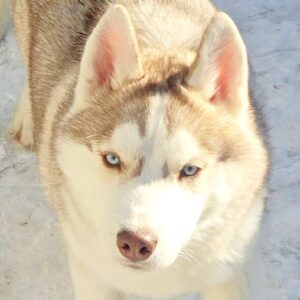 Hazel Siberian Husky Hazel Siberian Husky