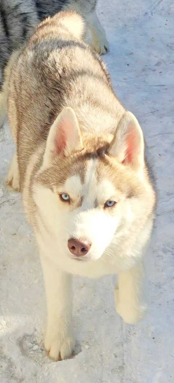 Hazel Siberian Husky Hazel Siberian Husky