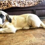 Hera-female-Kangal-puppy-for-sale-2