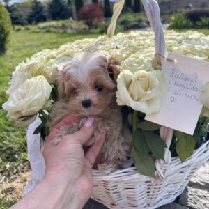 Hermes Maltipoo Hermes Maltipoo
