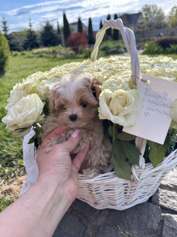 Hermes Maltipoo Hermes Maltipoo