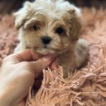 Hermes-male-maltipoo-puppy-for-sale-1 (2)